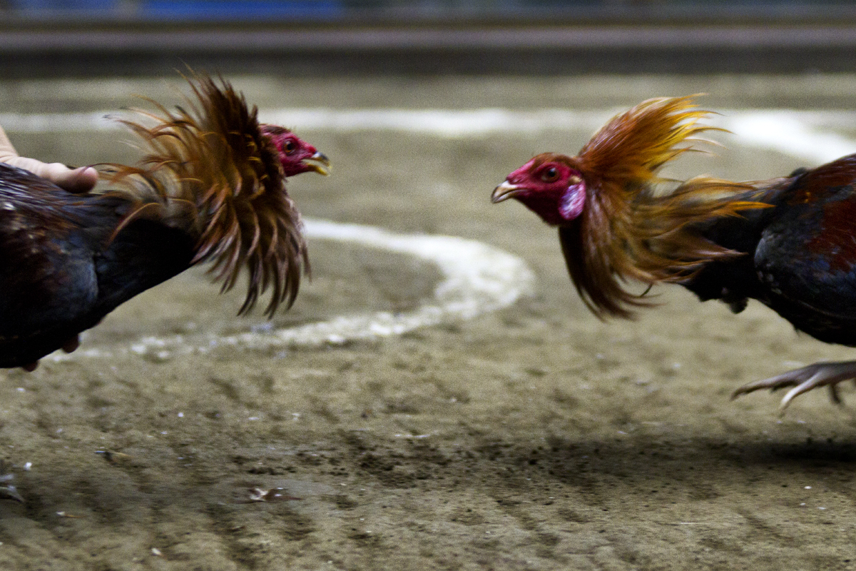 Cock Fighting In The Philippines 11